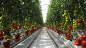 Cultivo de tomates con agua de mar y energía solar
