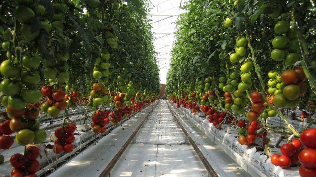 Lee más sobre el artículo Cultivo de tomates con agua de mar y energía solar